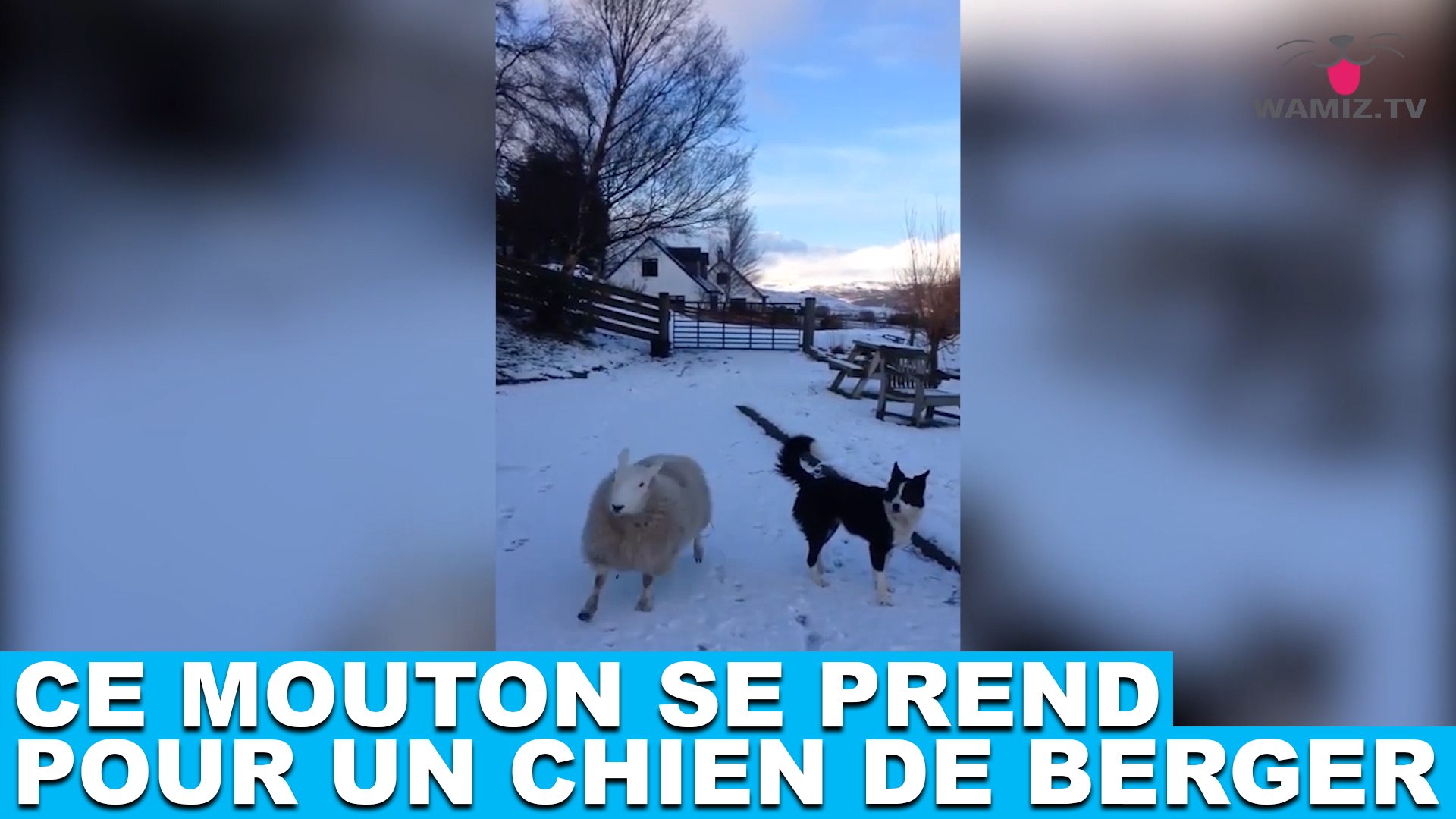 Ce Mouton Se Prend Pour Un Chien De Berger Découvrez Le Maintenant Dans La Minute Chien 108