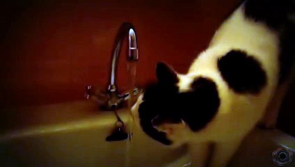 Funny cat drinking water