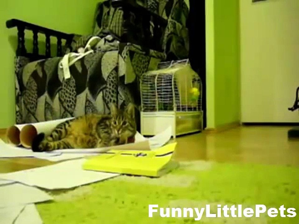 Funny Animal Video Funny Cat playing catch game