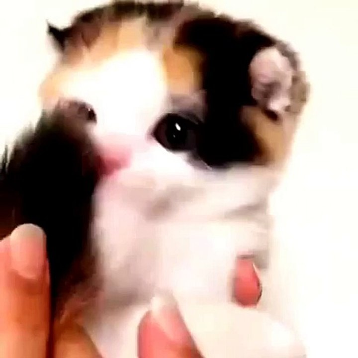 Funny Cat and bad luck