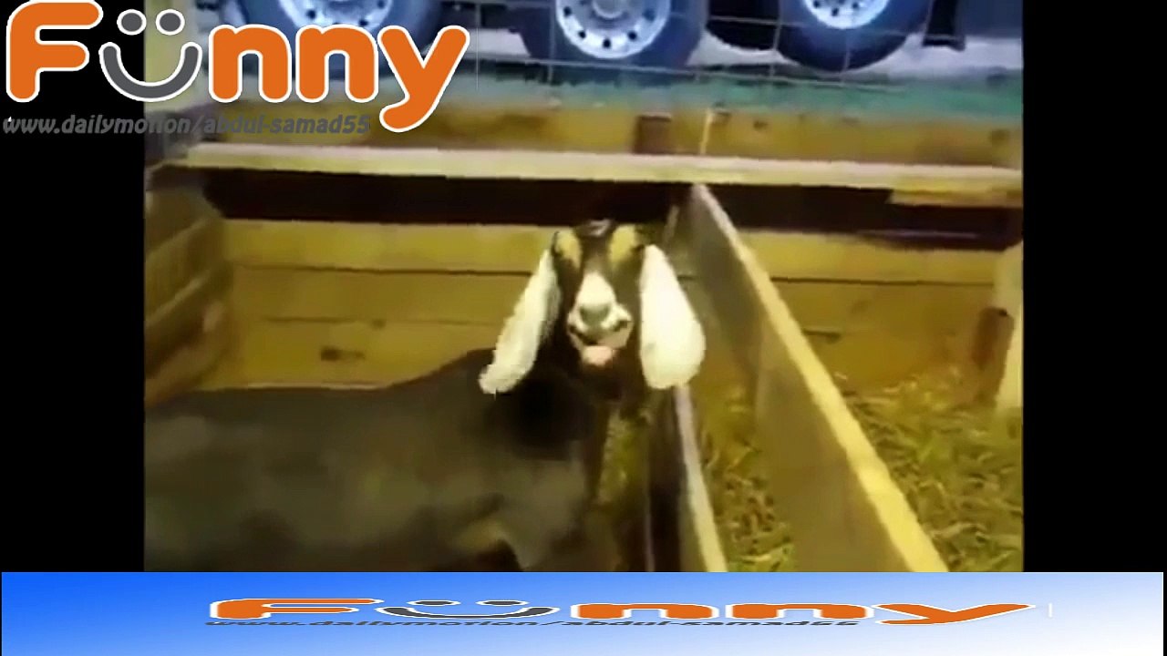 FUNNY Animals Talking _ Screaming Like Humans! Yelling Dogs Cats and Animal