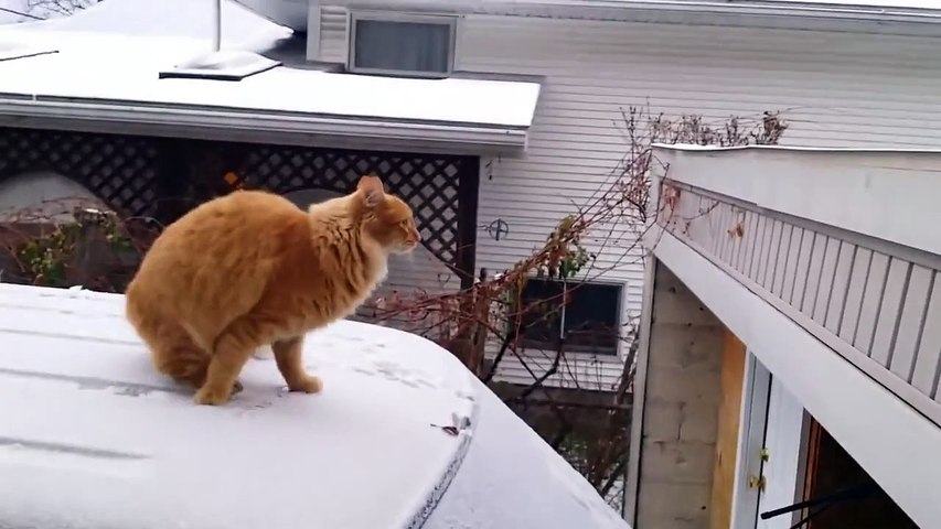 Funny Cat Fails Epic Jump EVER!