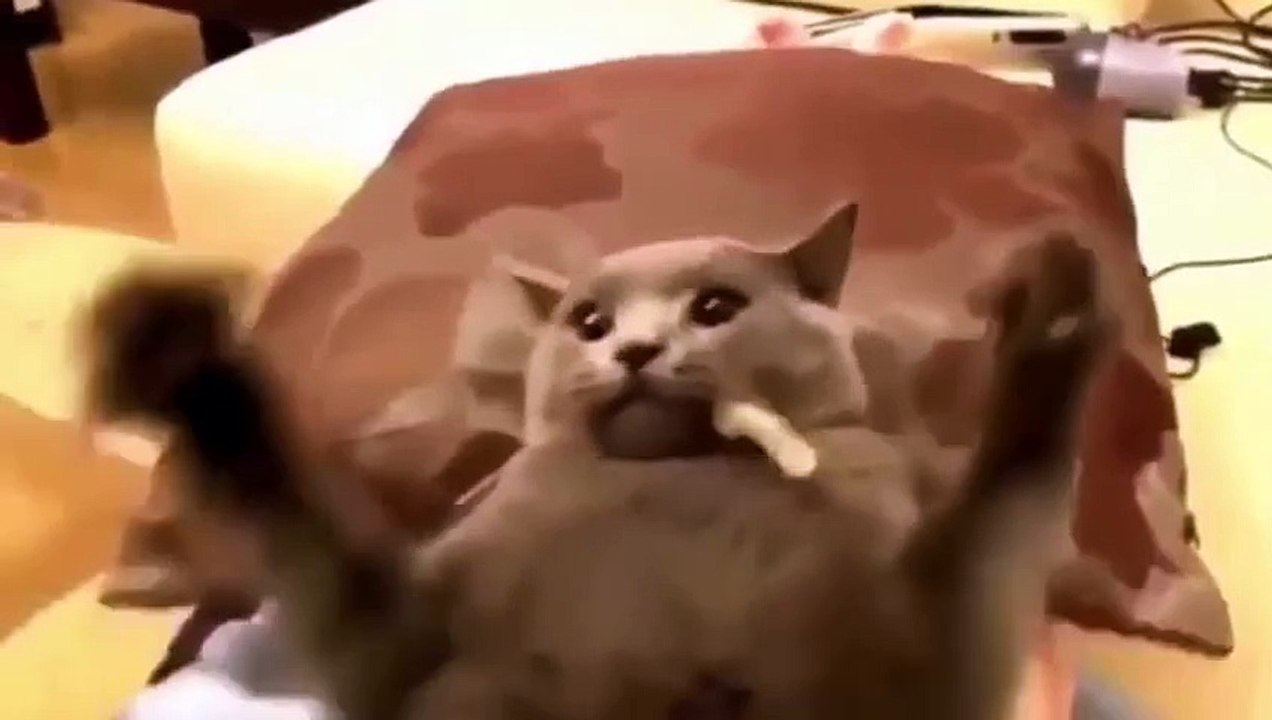 Funny Cat Video