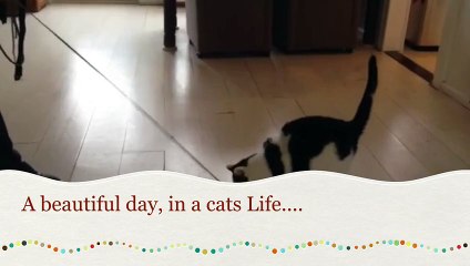 Funny cat, A beautiful day, in A cats life