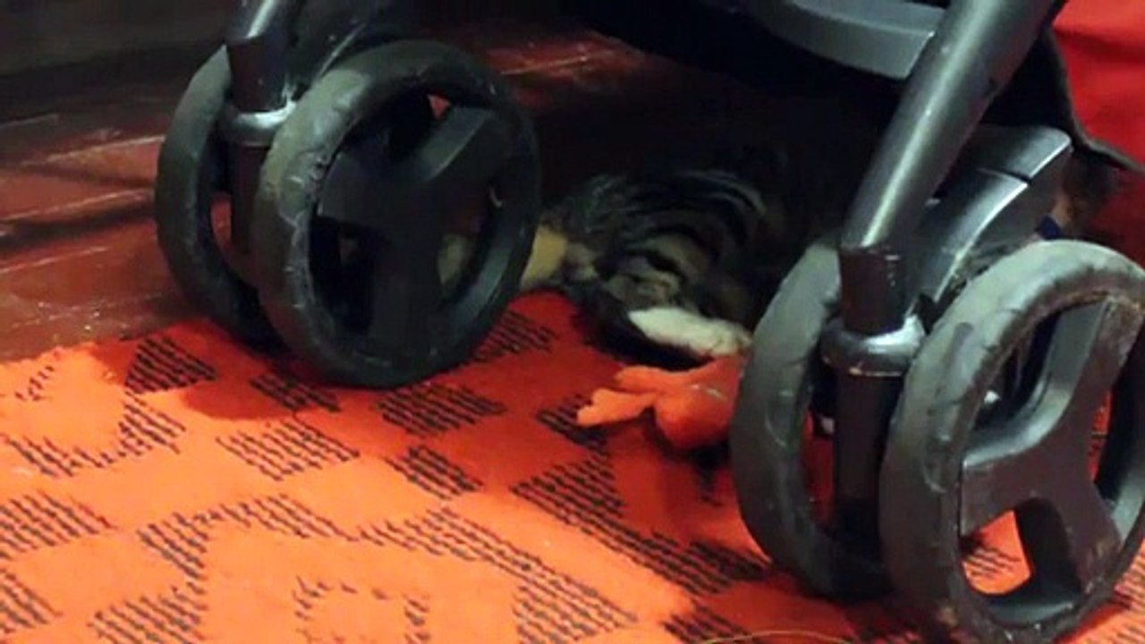 Funny surprise from funny cat