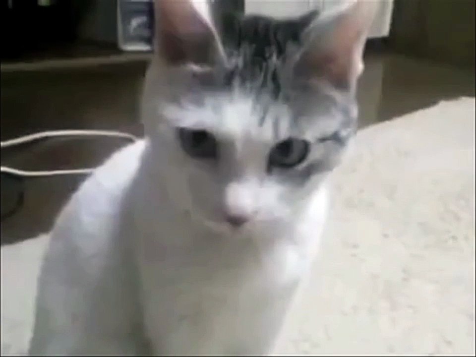 The OMG Cat! FUNNY CAT!
