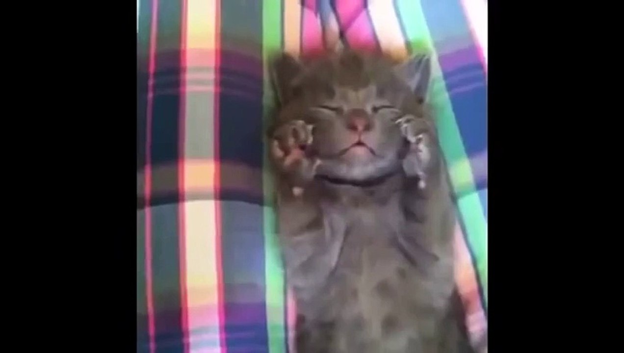 Cat Montage- Cute and funny cat moments!