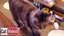 Cats With Human Mouths (Funny Video) LOL