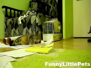 Funny Animal Video Funny Cat playing catch game