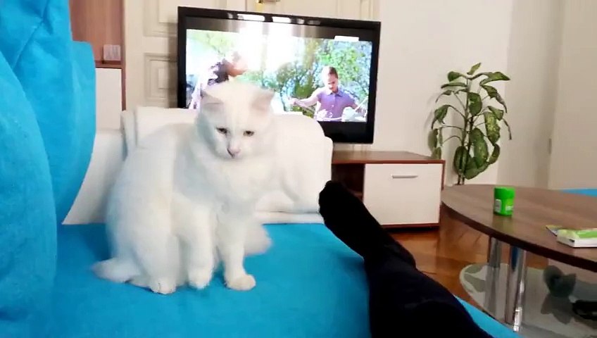 funny cat fights remote control