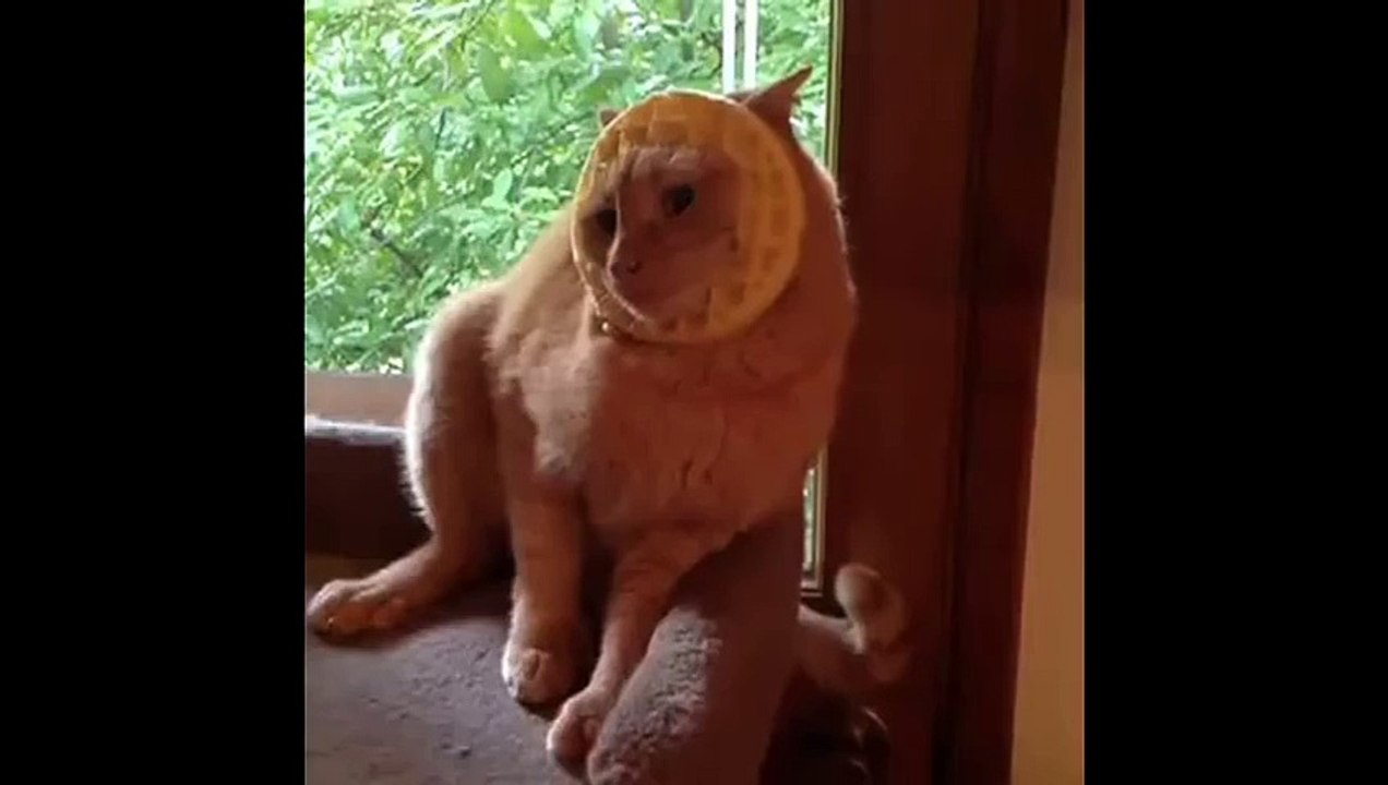 funny cats compilation most see funny cat videos ever part 4