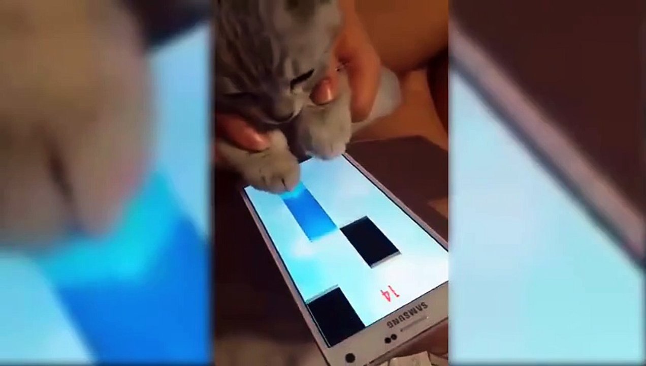 Funny Cat Play Christmas Music - Funny animals