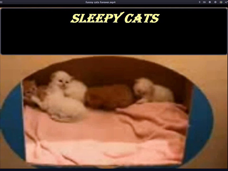 Funny Cats
