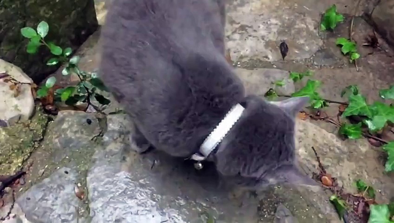 Slow Mo Funny Cat