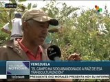 Venezuela: Comuna Los Caminos de Bolívar impulsa proyectos productivos