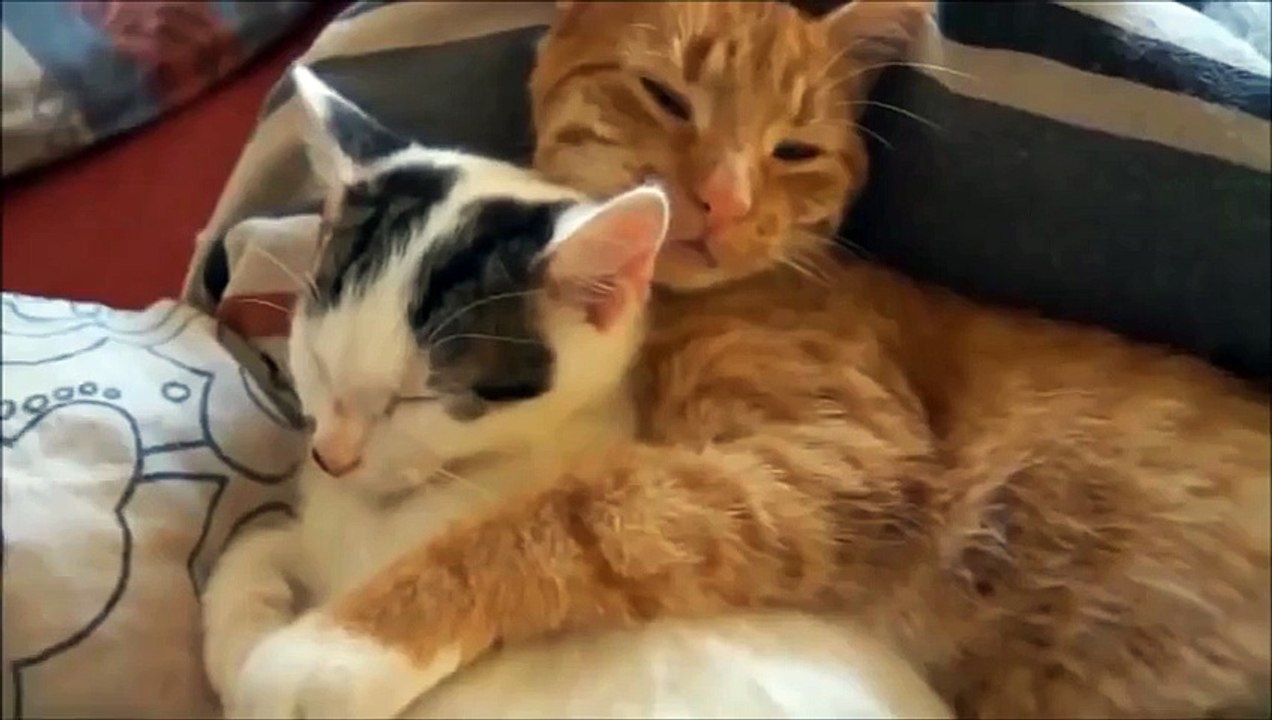 Funny Cat Videos