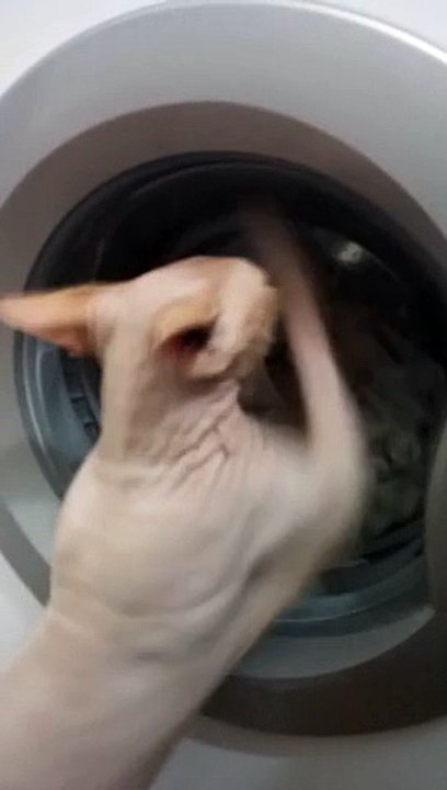 Funny Cat vs Washing Machine