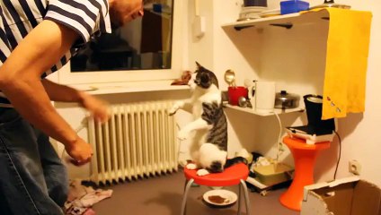 Funny Cat! Cat Know How to Give Me Five!