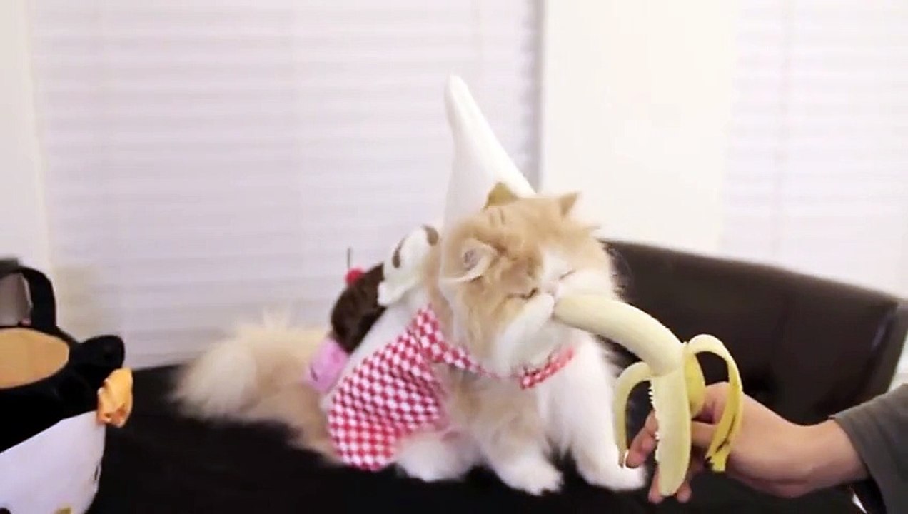 Funny Cat! Cat love to eat a Banana ~ Cute Cat!