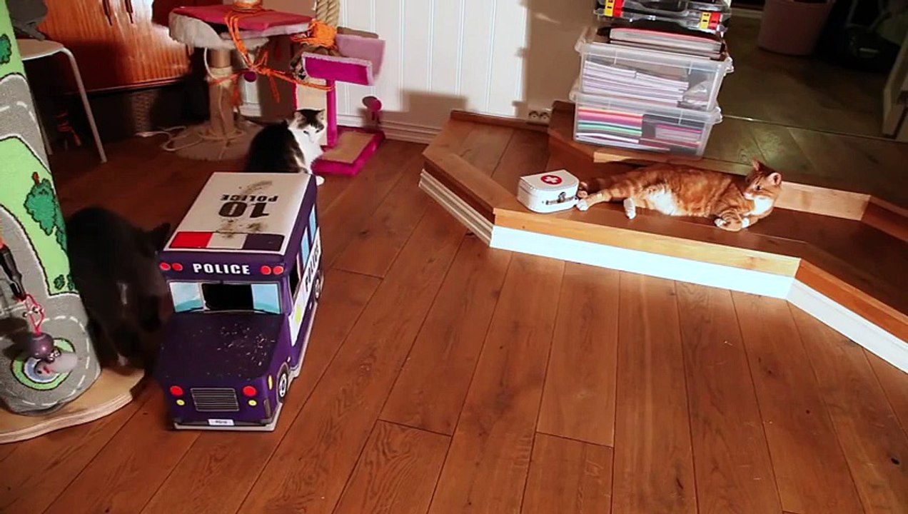 Funny Cats Compilation 2015 - Teaser