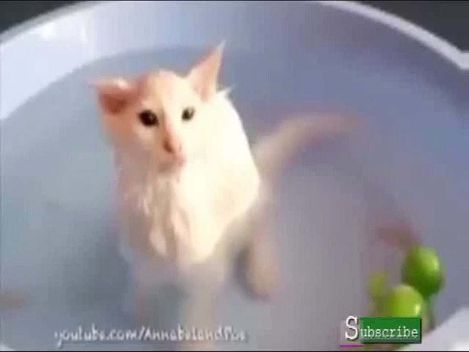 Funny Cats Like Bath - Cat Lovers