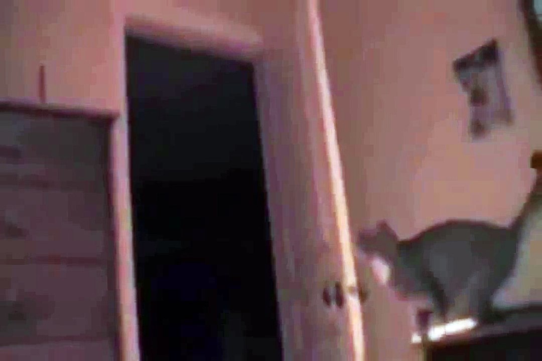 funny cats videos!!!