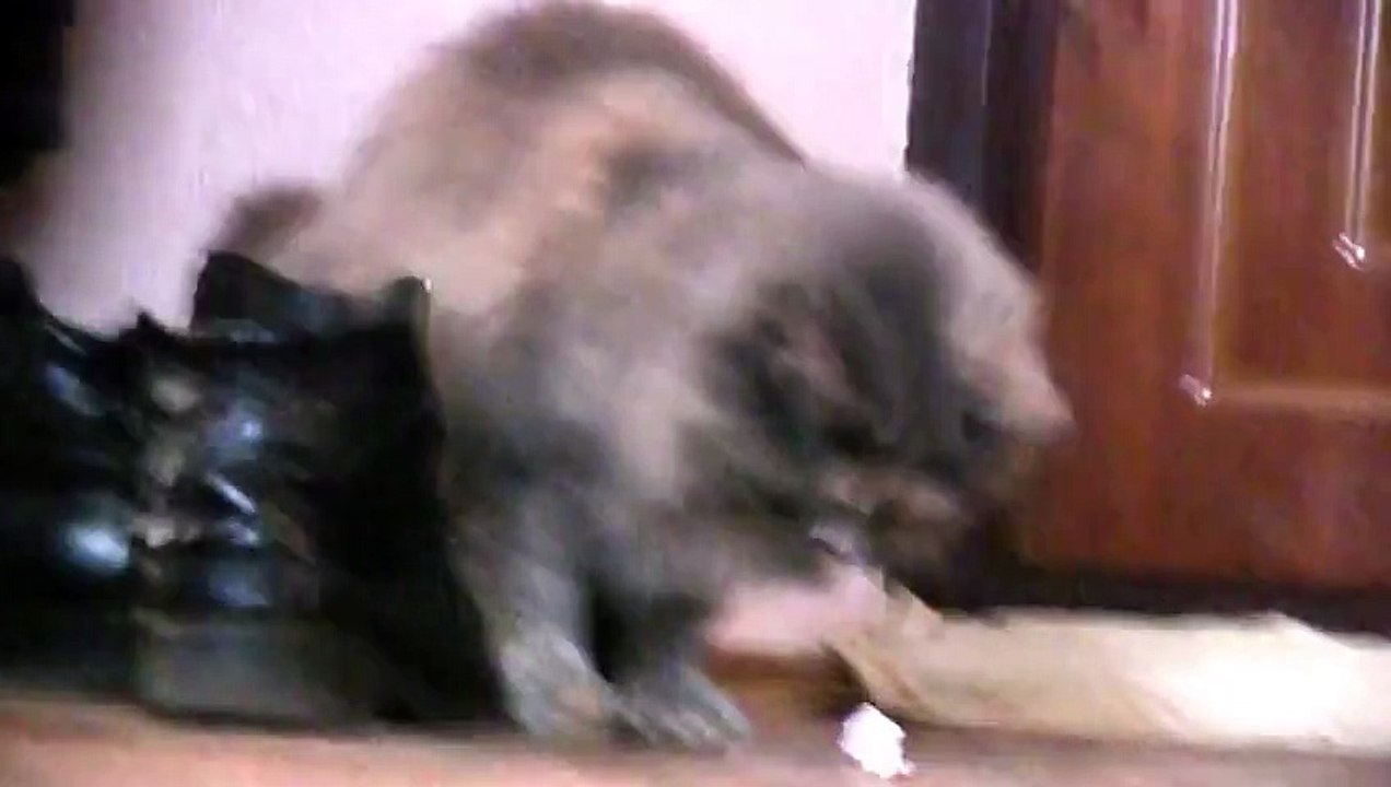 Funny Cat Playing Alone