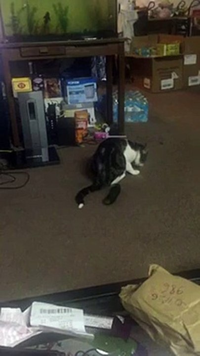 Funny Cat scared with cucumber