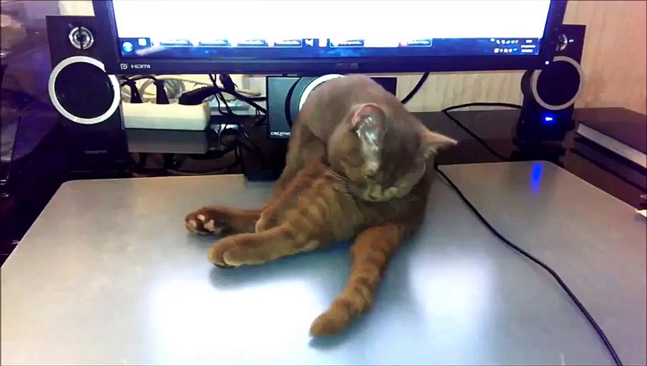 Funny Cat Sleeping Спящий кот