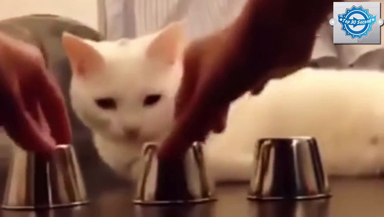 Funny Cat Video - Smartest Cat in The World 2015