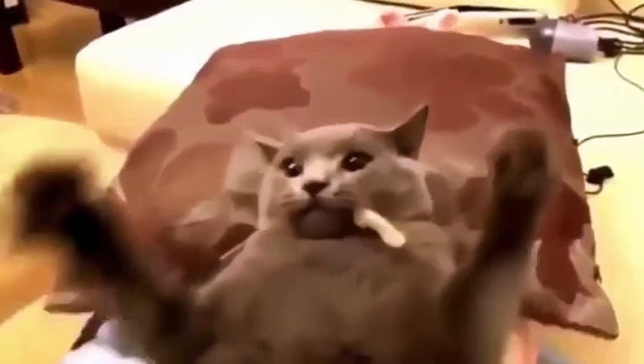 Funny Cat Video