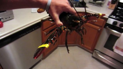 LOBSTER SHOWER PRANK! - PRANKVSPRANK