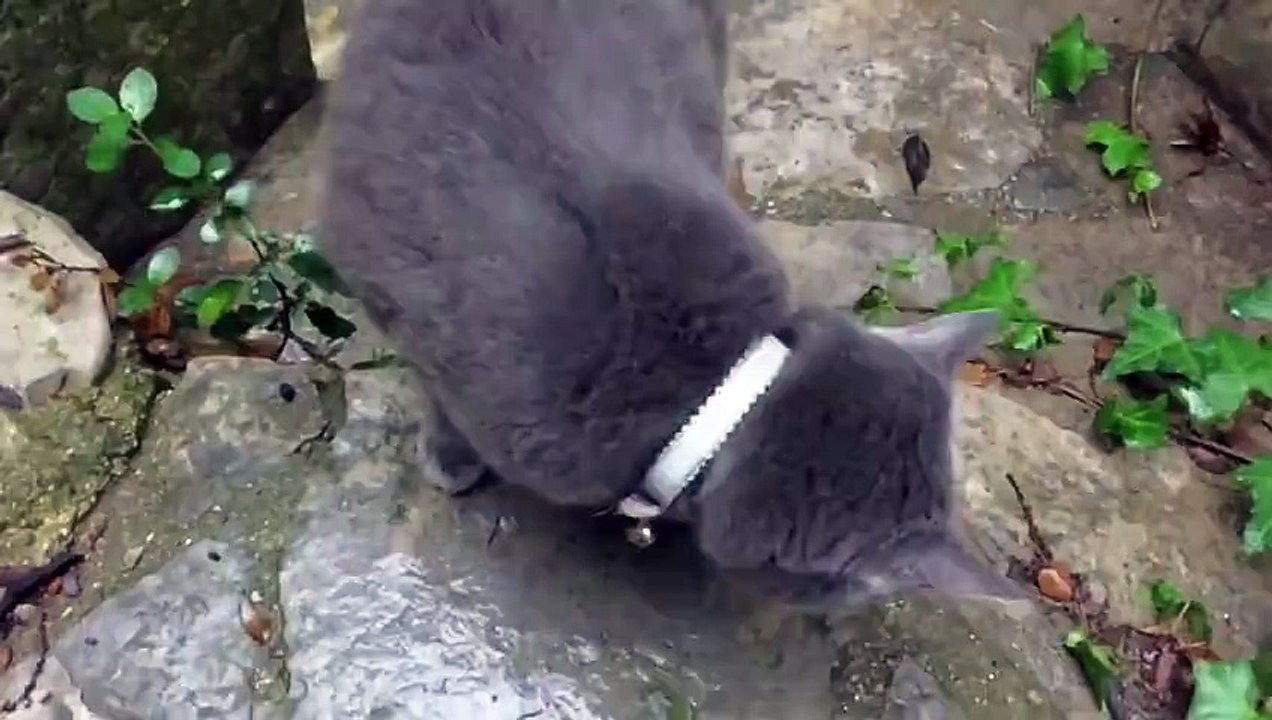 Slow Mo Funny Cat