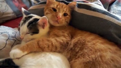 This Cute Funny Cat is Hugging Her Stepson LoL