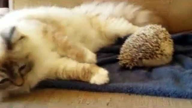 Смешные видео приколы с кошками, котами, котятами