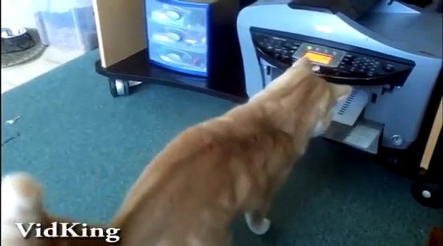 Epic Funny Cats - Compilation Part Two The Cat Strikes Back! (Funny Videos 720p)