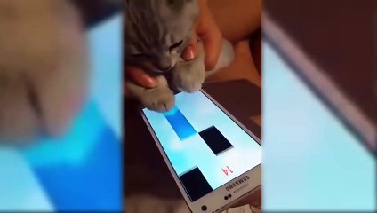 Funny Cat Play Christmas Music - Funny animals