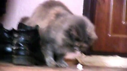 Funny Cat Playing Alone