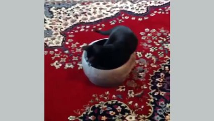 Funny Cat - Funny cats video - Cat Funny Videos - kitten