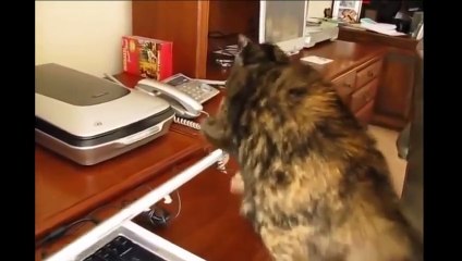 Funny Videos - Funny Cats - Funny Animals - Funny Dogs - Funny Cats Compilation