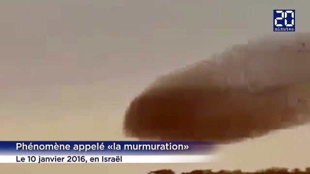 Découvrez ce magnifique ballet d'oiseaux dans le ciel