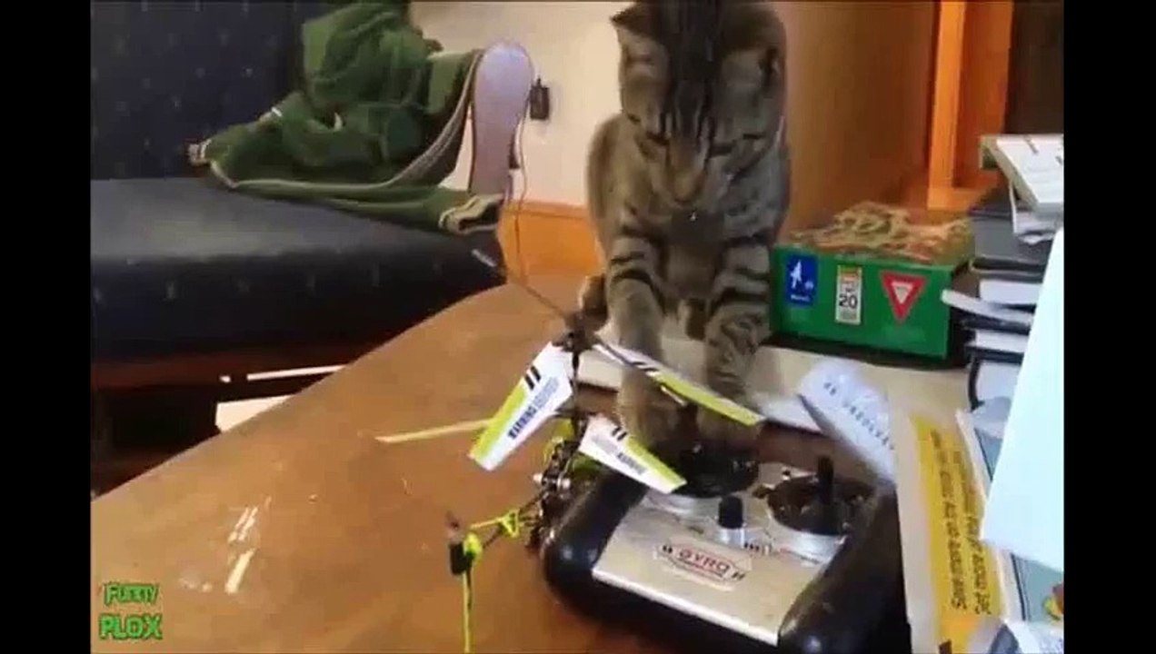 funny cat vs peroki