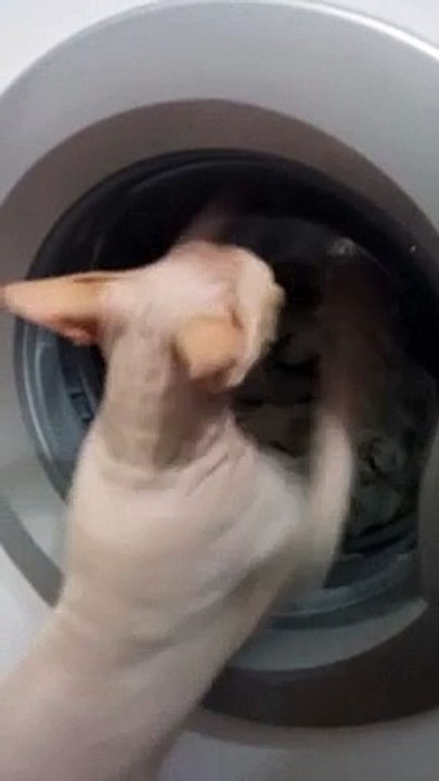 Funny Cat vs Washing Machine