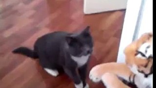 cat hates the tiger stuffed animal Funny Video