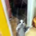 Funny Cats Compilation [Most See] Funny Cat Videos Ever Part 1 cat 2016 cat funy amazing cat