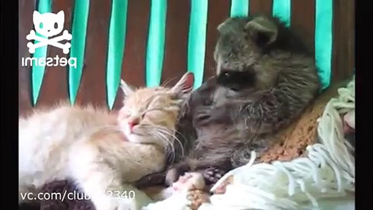 Funny Raccoon Gets The Cat!