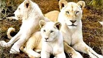 Lion Documentary National Geographic: SACRED LIONS??? WHITE LIONS [Special]