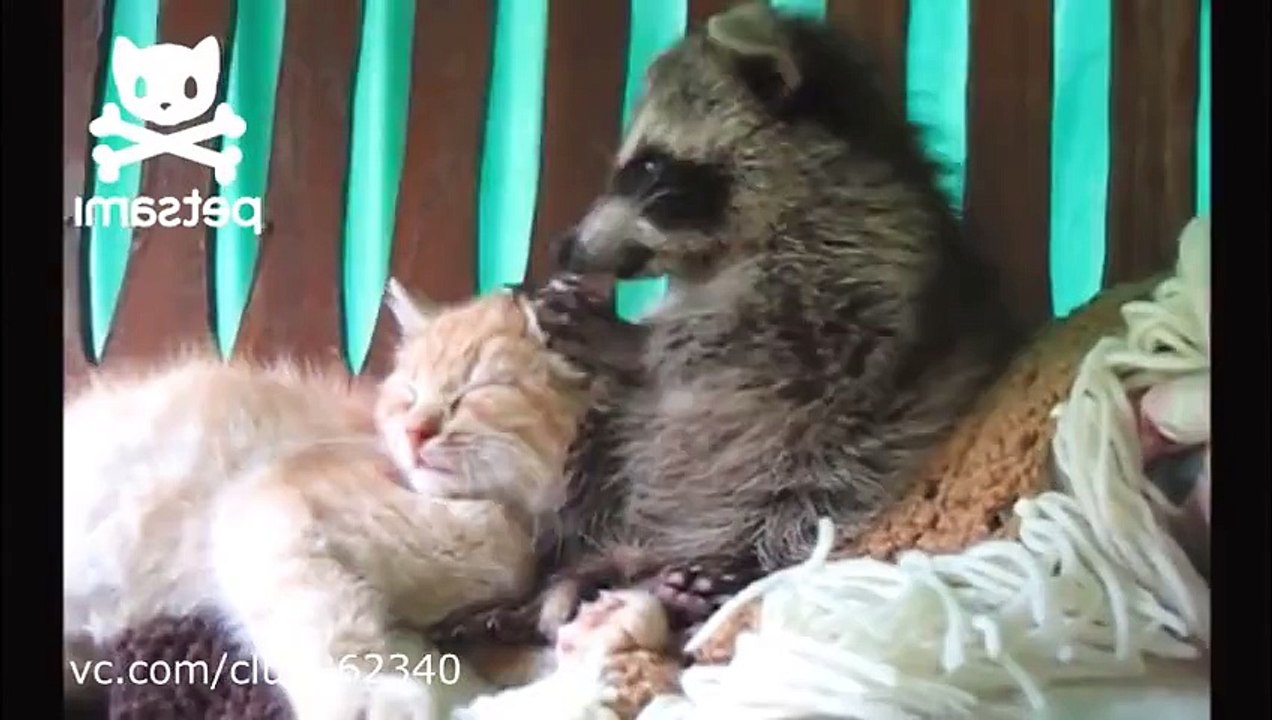 Funny Raccoon Gets The Cat!