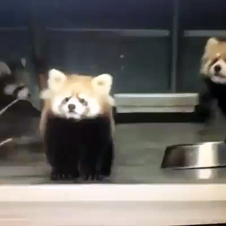 panda