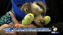 Puppy badly injured during adoption interview